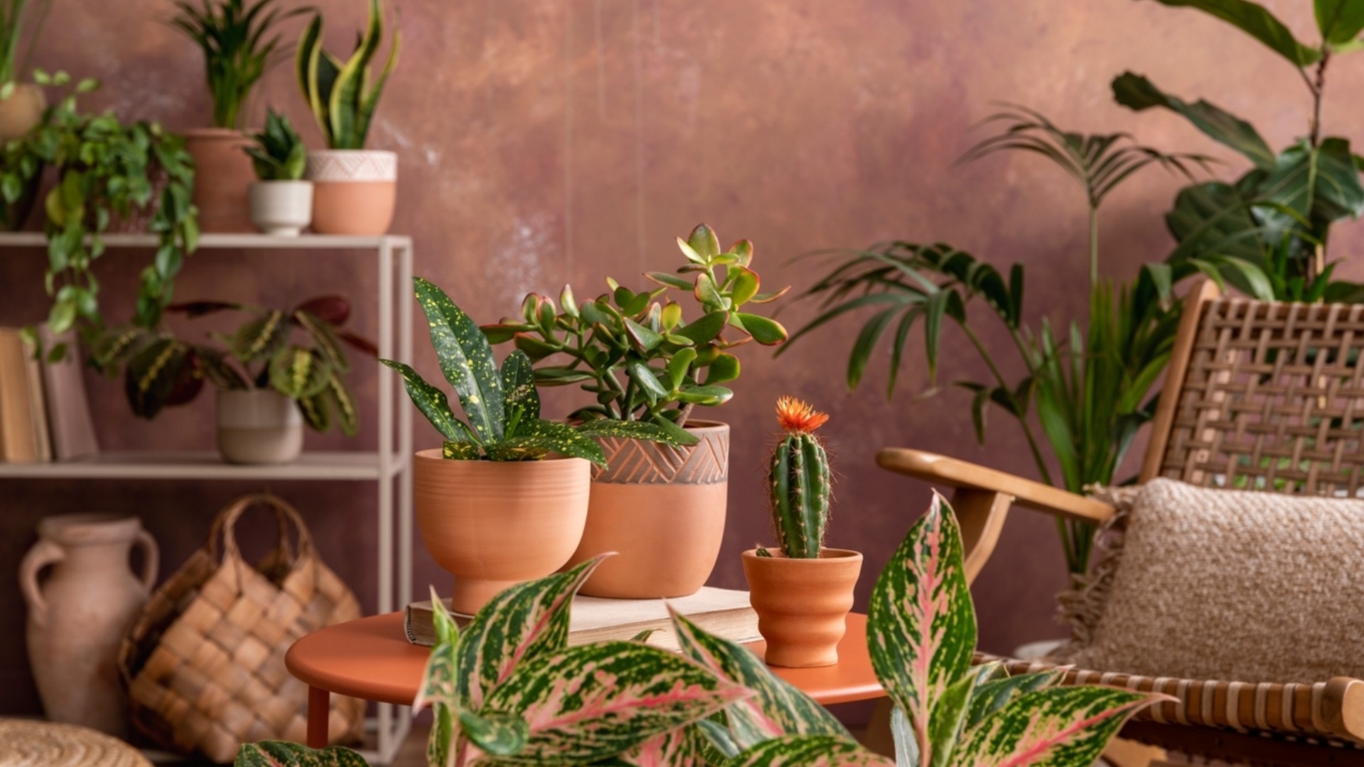 Как защитить комнатные растения от ночных перепадов температуры