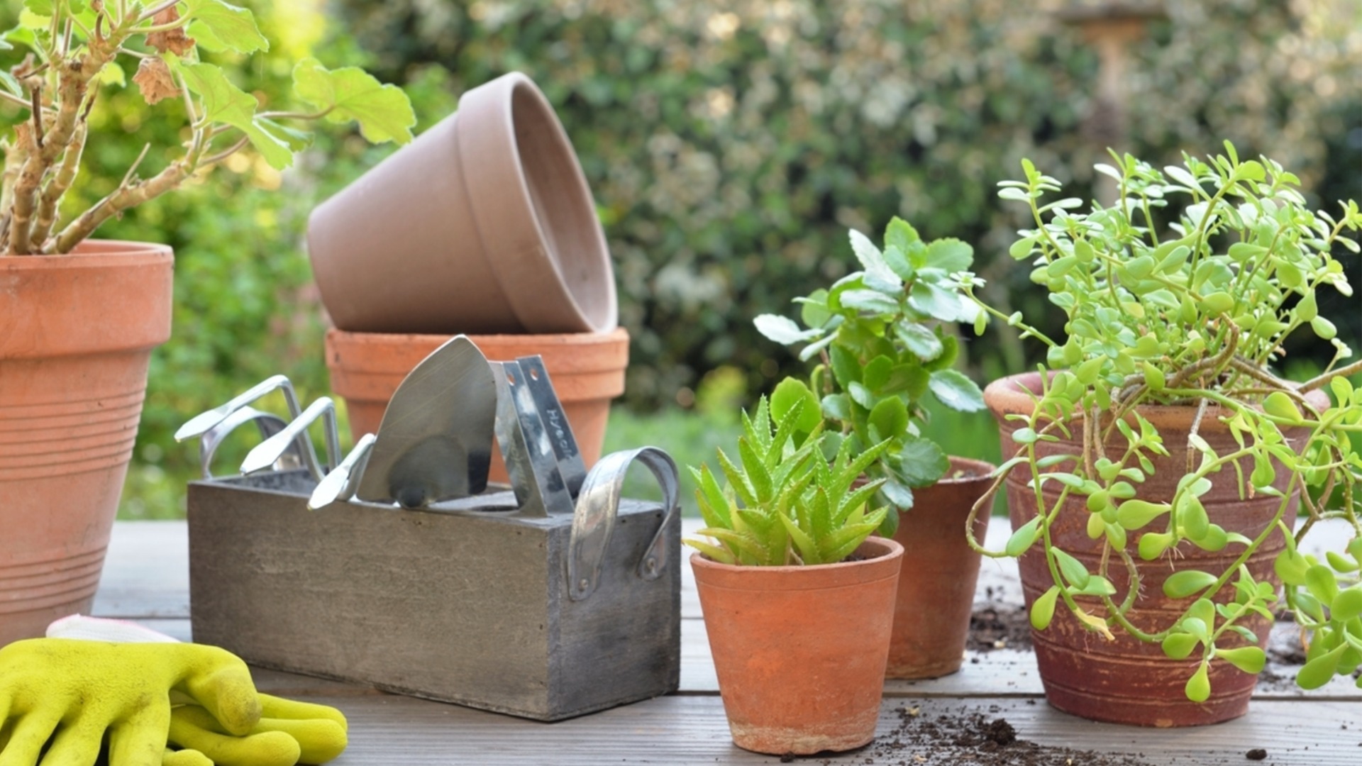 Горшки против цветочных горшков: в чем разница и что вам нужно?
