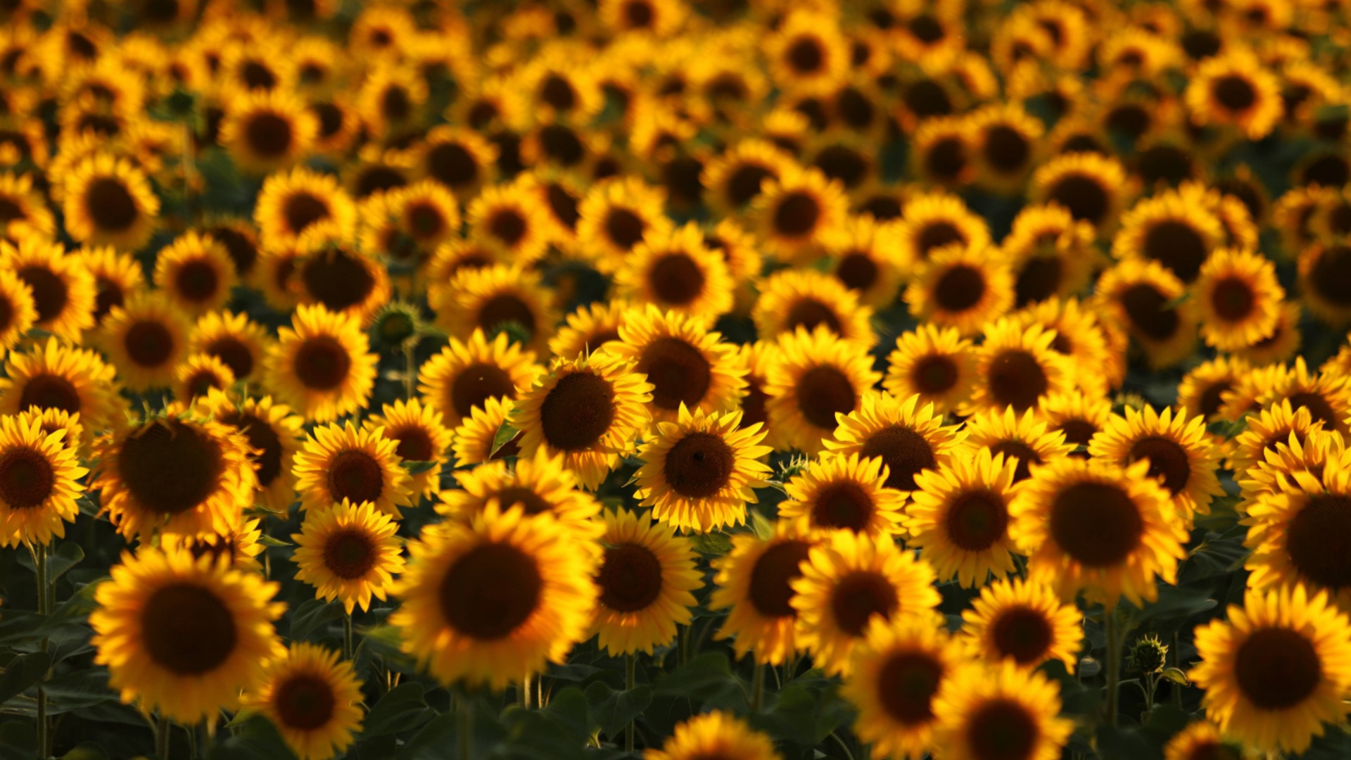 Нефть падает из-за вторжения аргентинского подсолнечника, местные фермеры возмущены