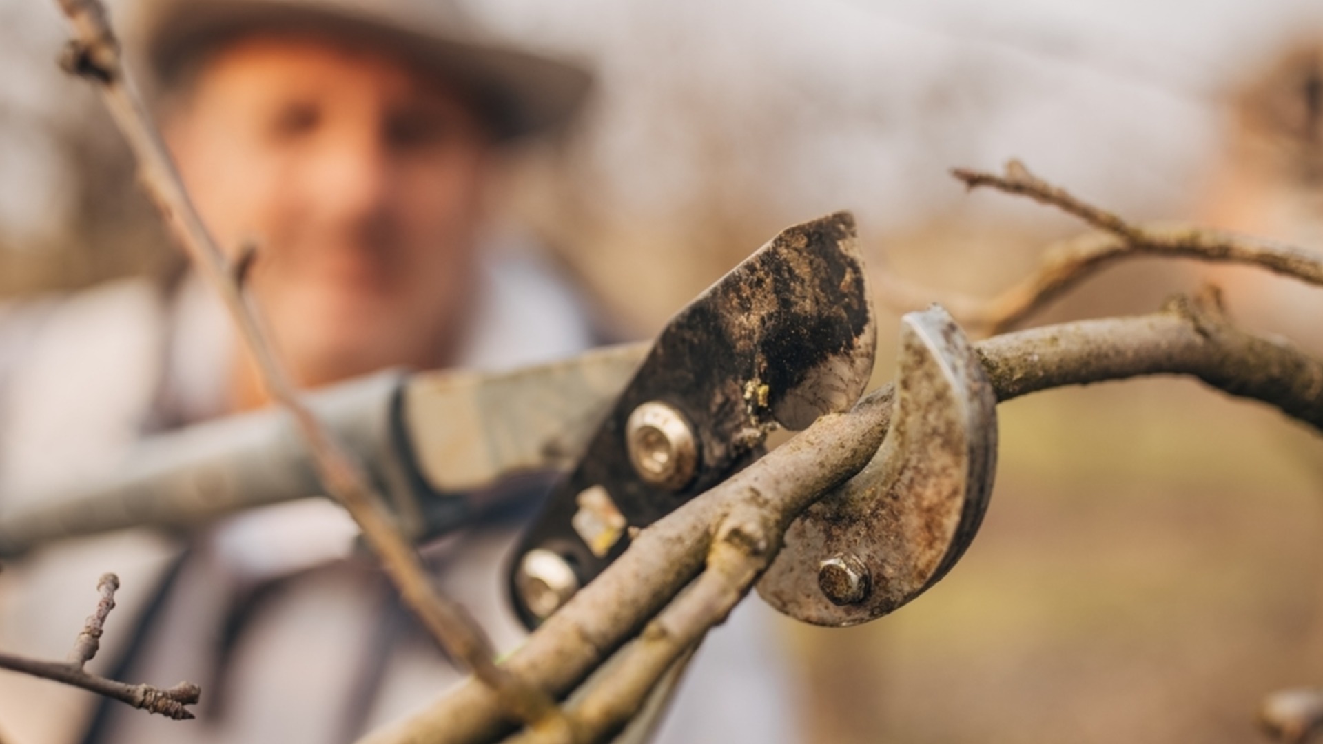 Плоды, которые необходимо обрезать в начале года, чтобы их урожай был богатым