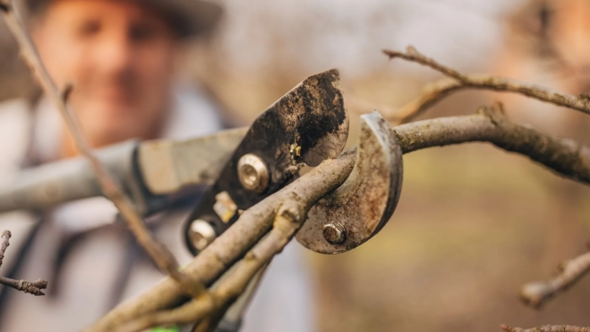 Растения, которые нужно обрезать в разгар зимы