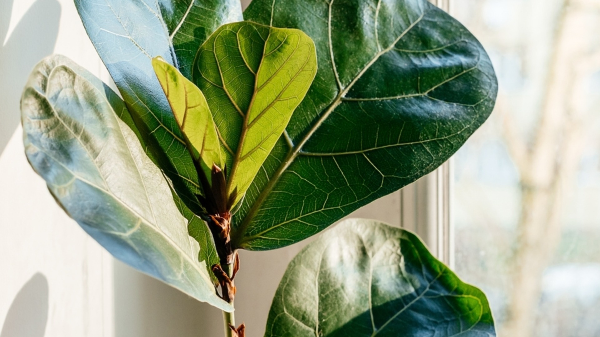 Фруктовое дерево, которое следует размножить в помещении этой зимой, чтобы весна быстрее началась.