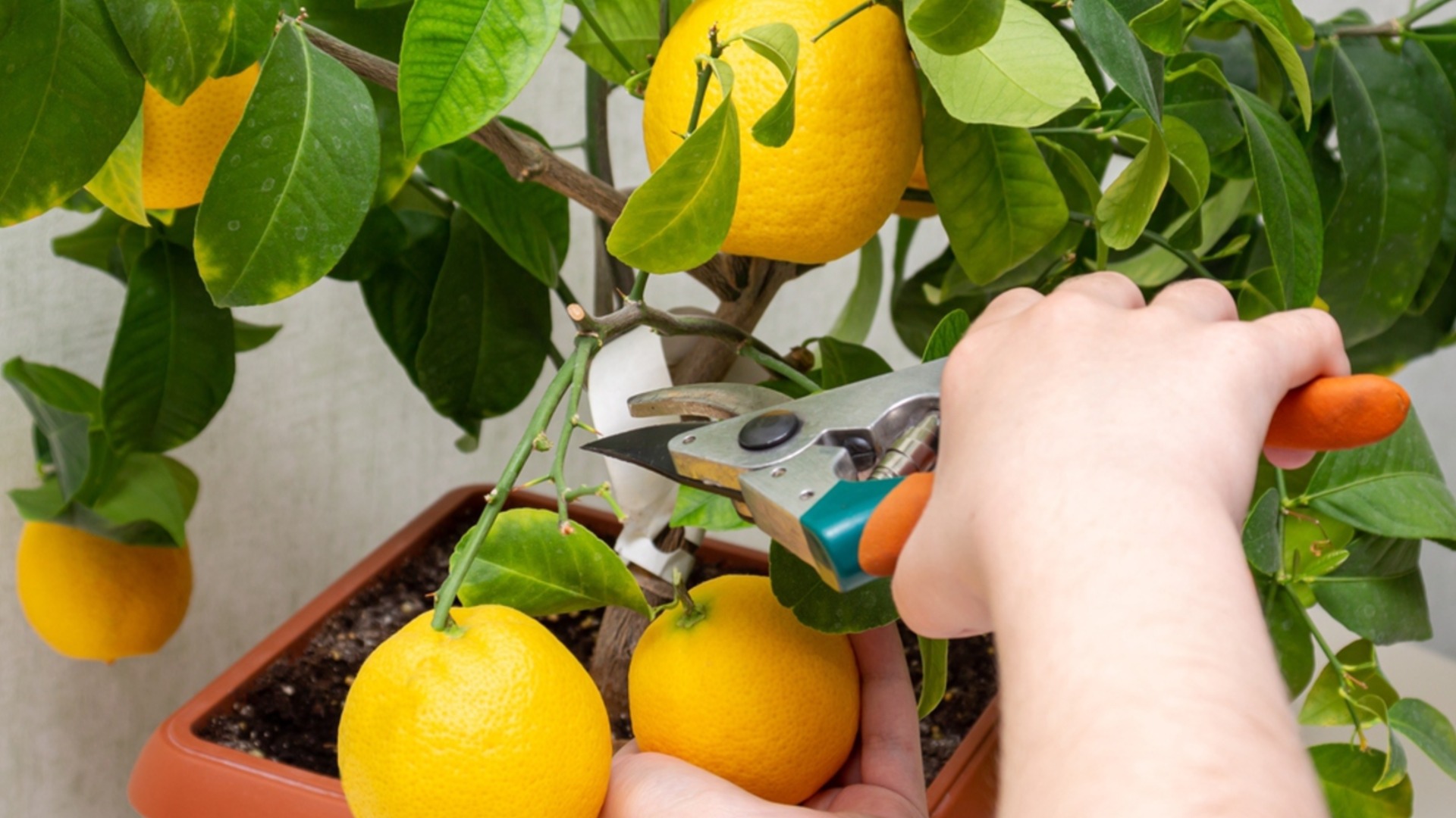 Как обрезать цитрусовое дерево в домашних условиях?