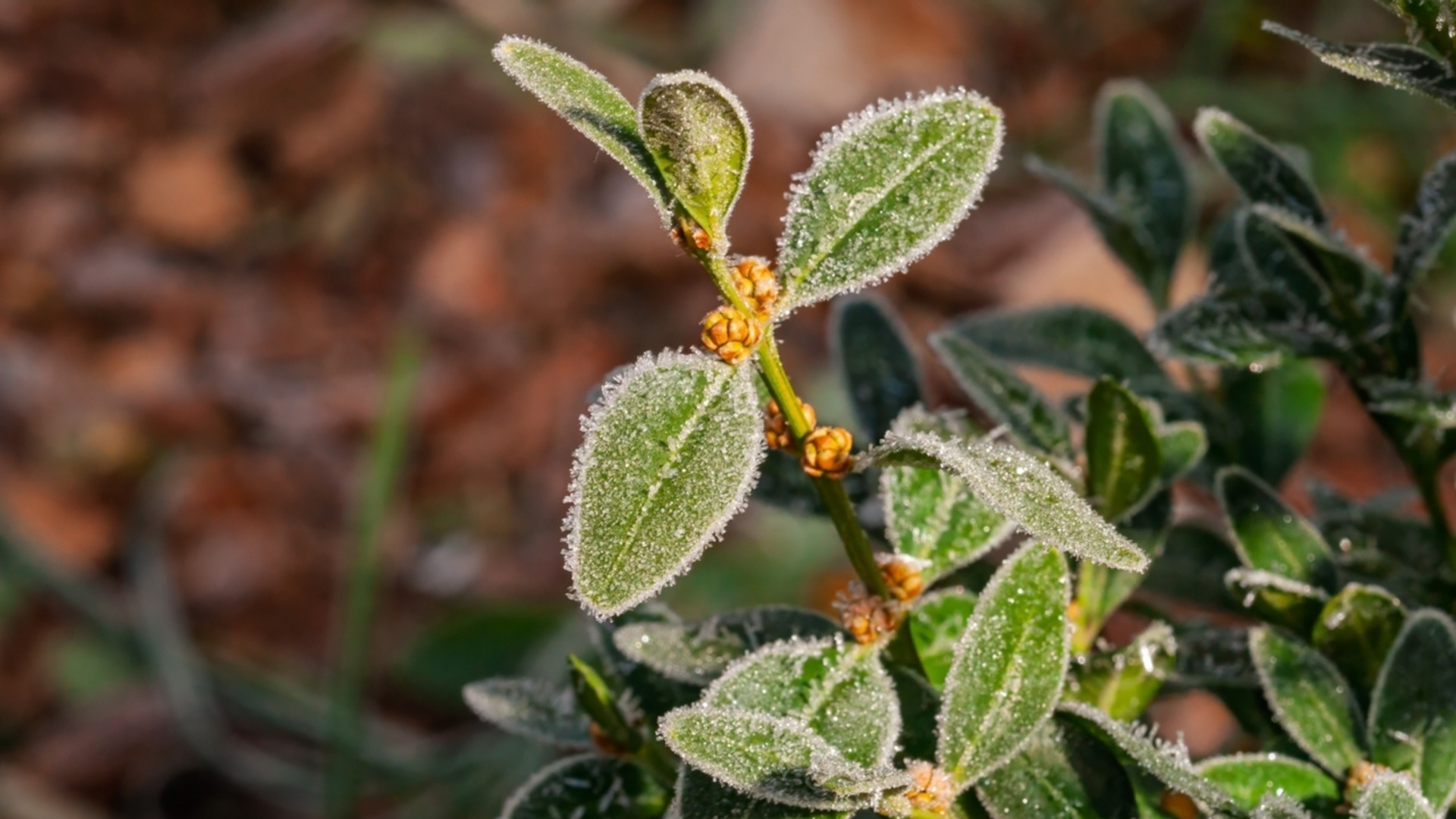 Как защитить вечнозеленые растения от зимнего засыхания