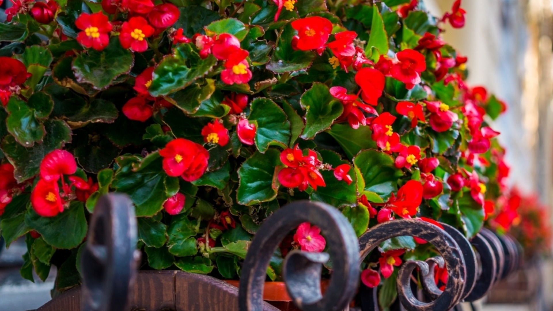 Полное руководство по удобрению бегонии