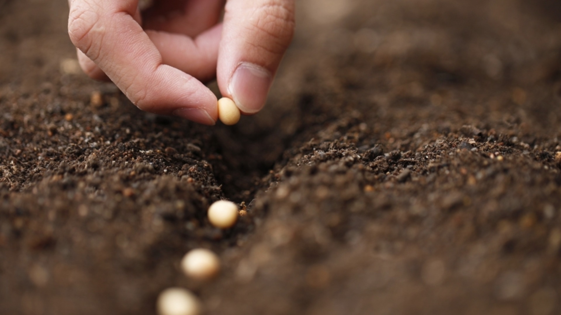 Овощ, который следует начинать сеять в помещении в январе