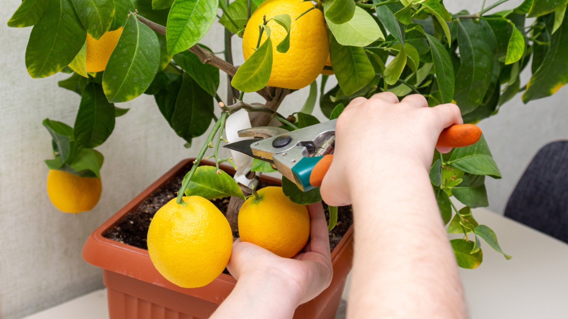 Как вырастить лимонное дерево из косточки