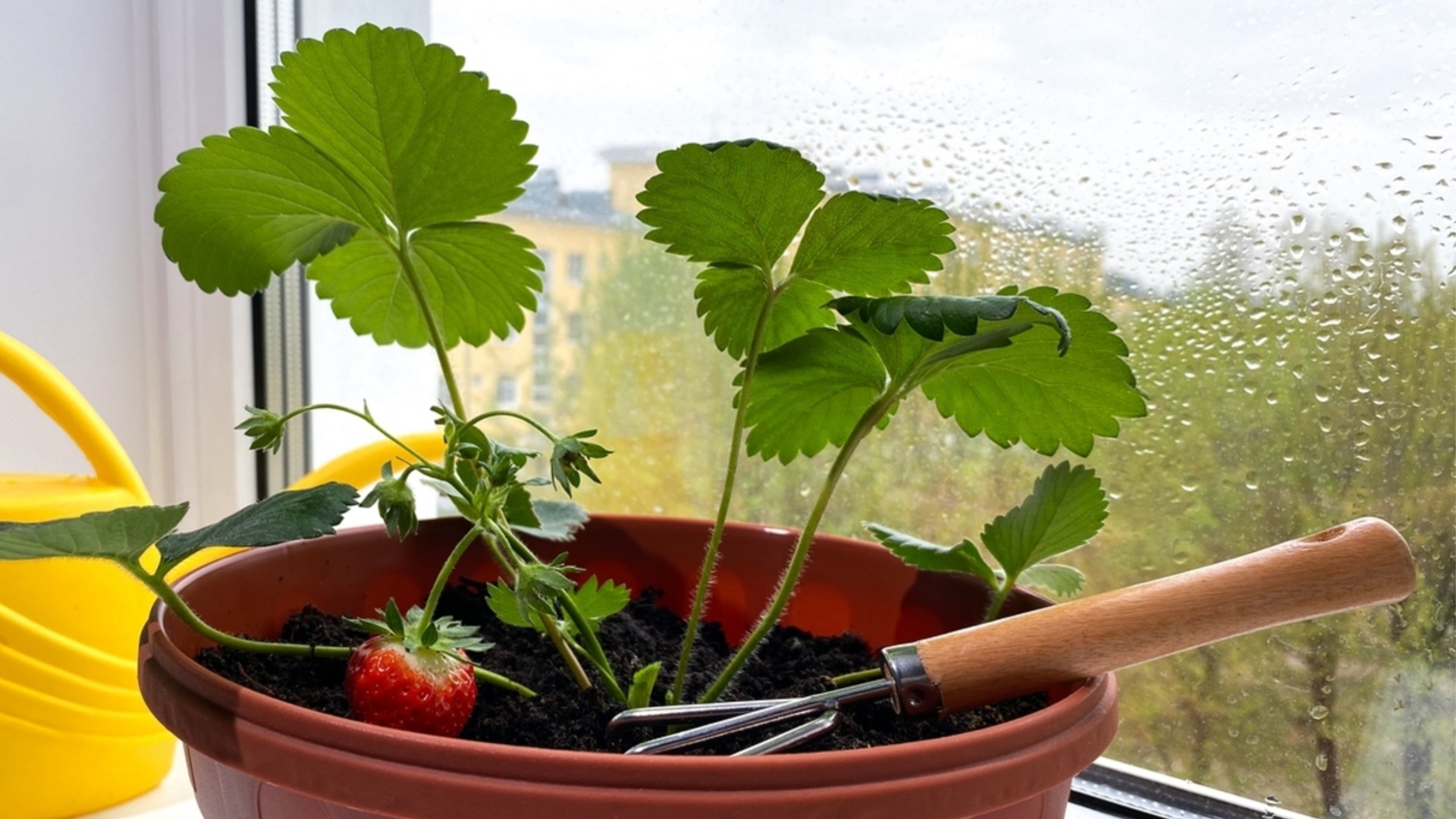 Как вырастить клубнику дома для круглогодичного урожая