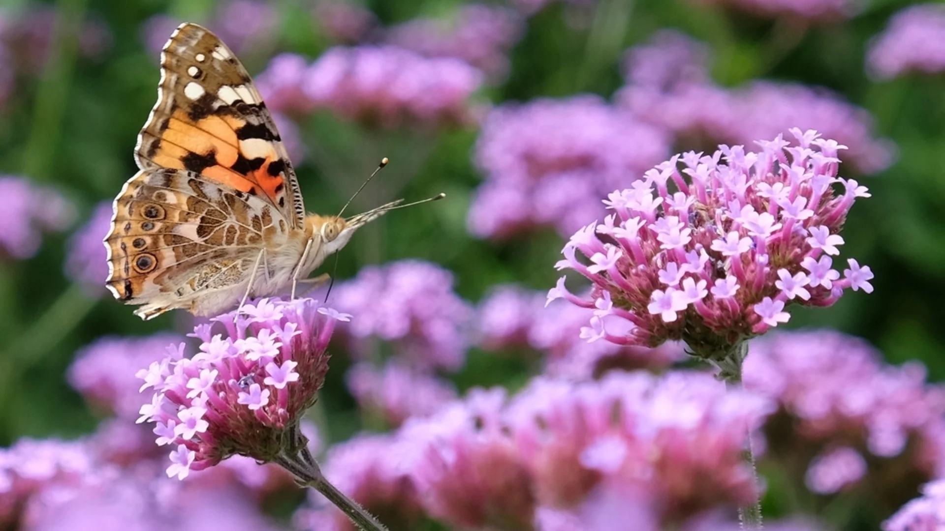 Начните выращивать это растение в январе, чтобы этим летом привлечь опылителей в свой сад.