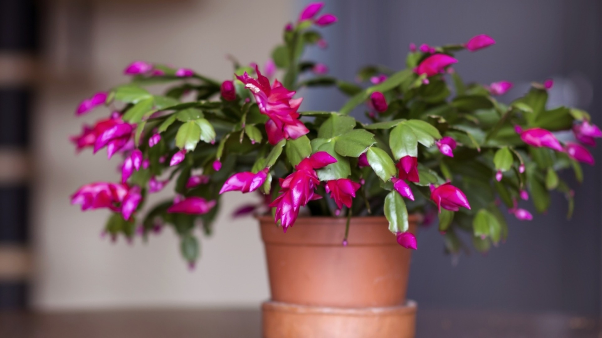 Как продлить цветение рождественских кактусов после праздников