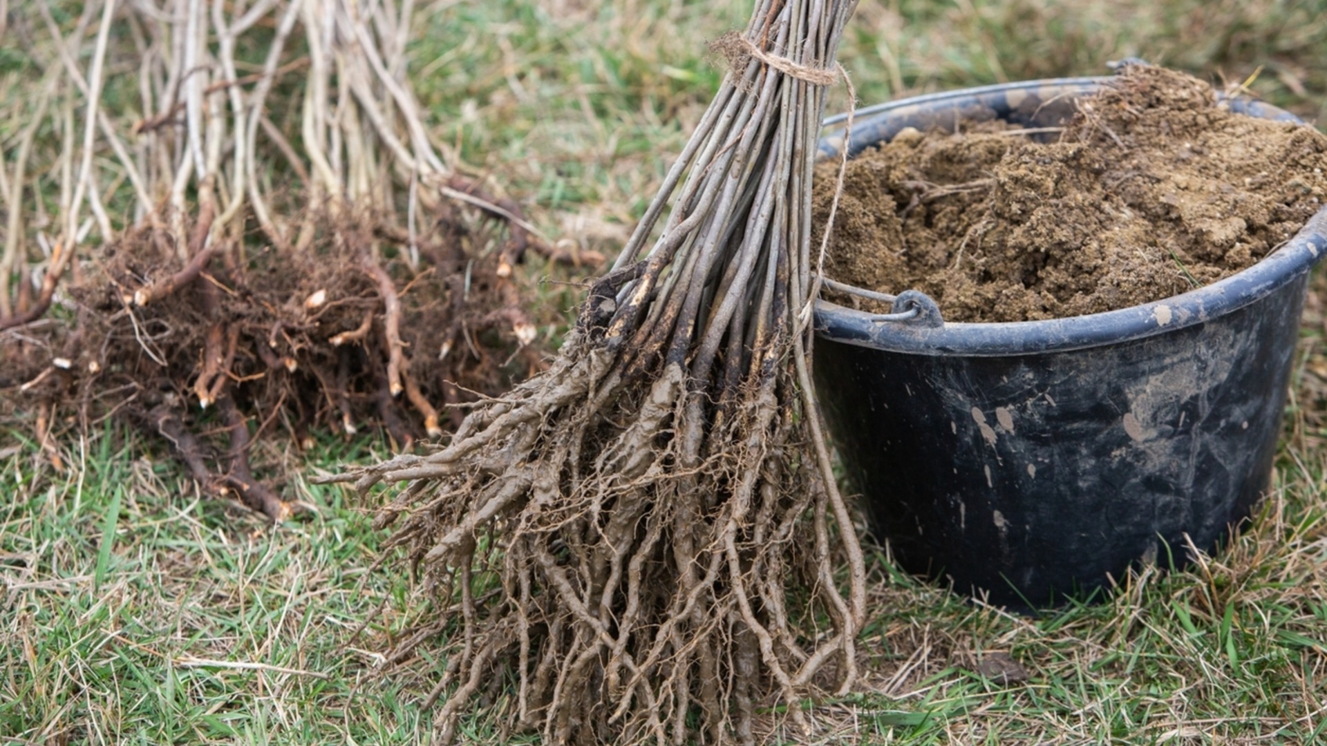 Многолетние растения, которые следует сажать в январе.