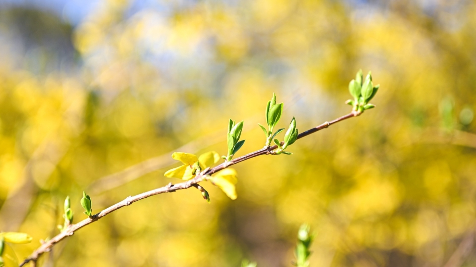 Зима – лучшее время для обрезки этого любимого кустарника.