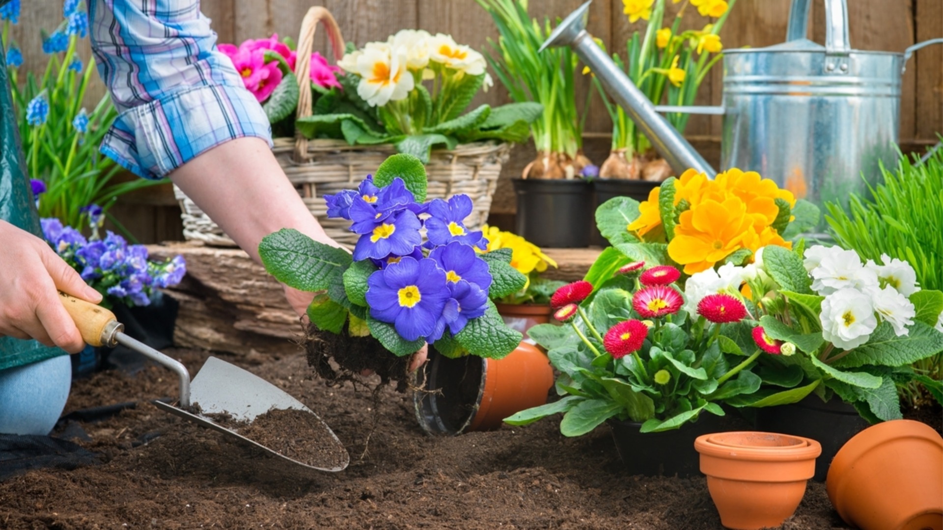 Цветы, которые можно посадить в январе, чтобы создать красивый весенний сад