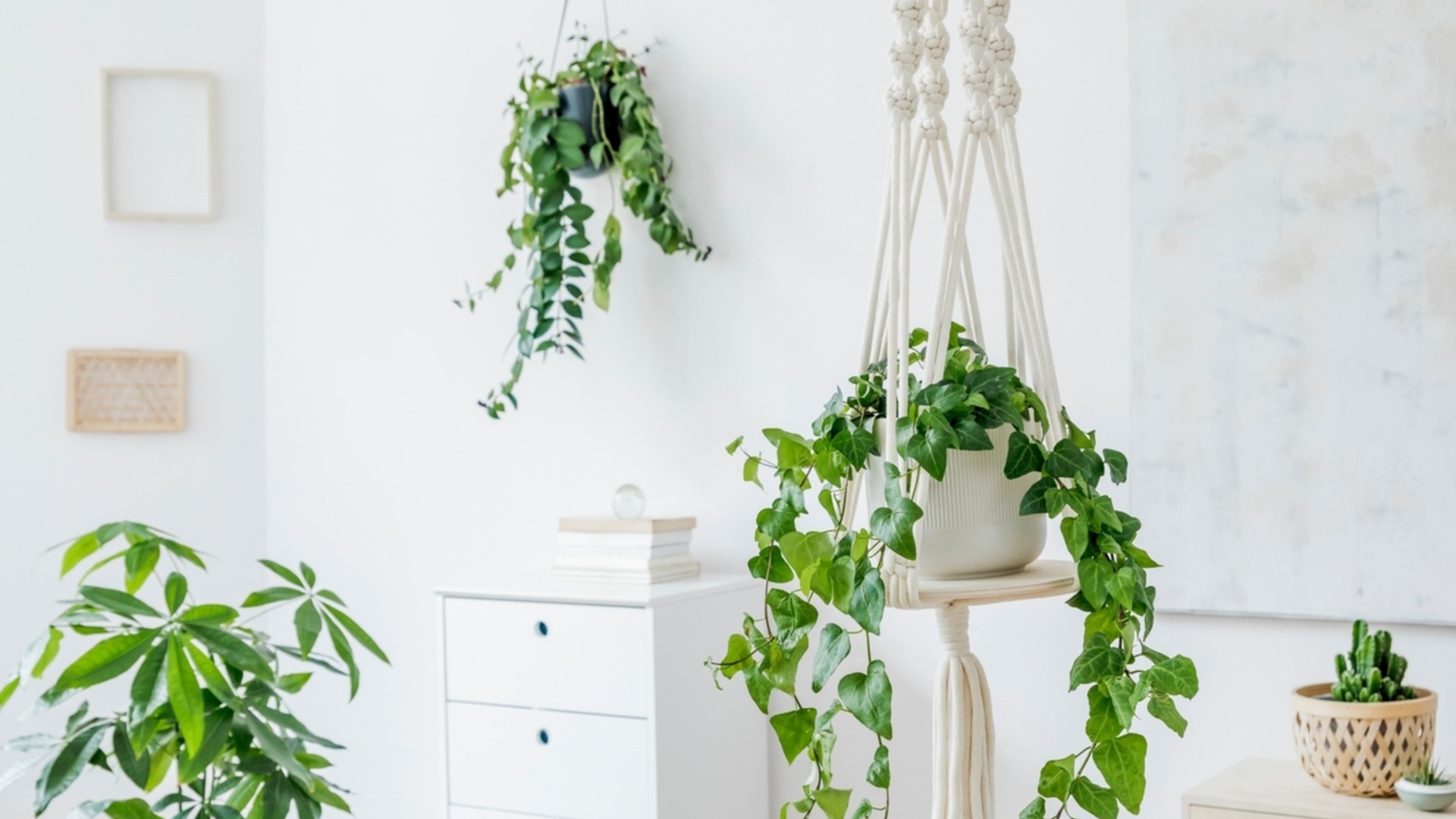 Почему в каждом доме должны быть висячие растения?