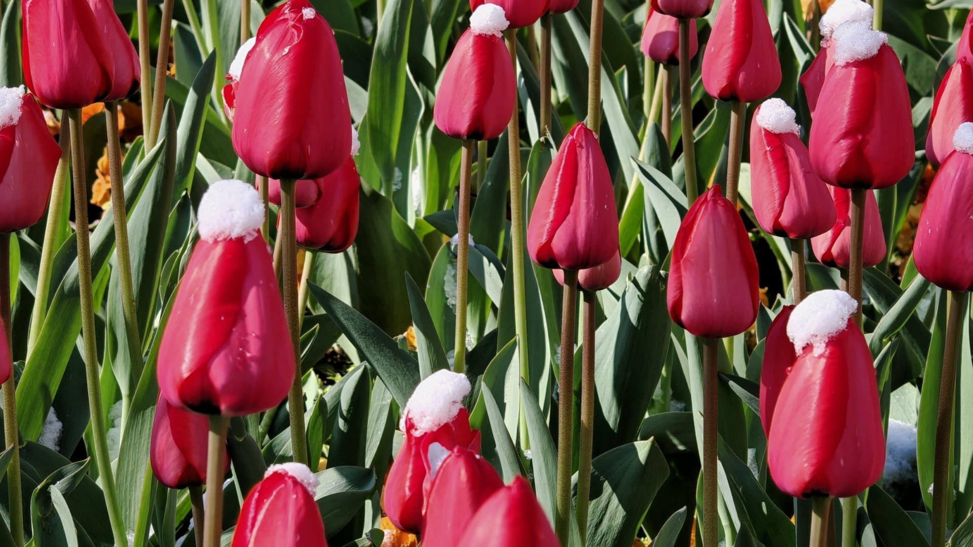 Это удобрение на ваших грядках даст толчок росту весенних луковиц.