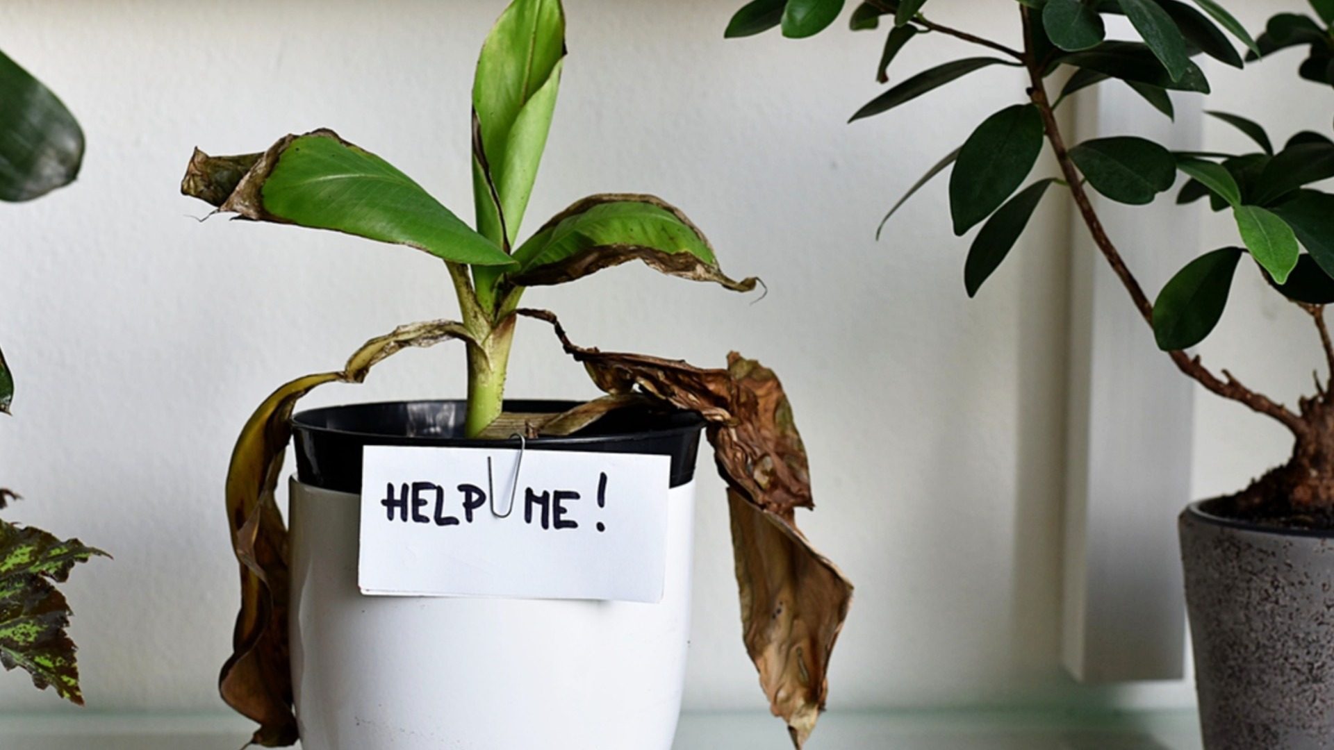 Причины пожелтения листьев комнатных растений и как их спасти