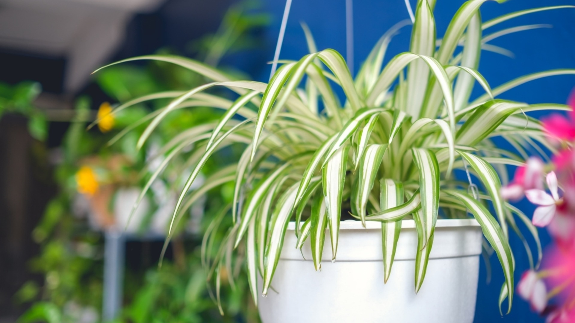 Как пересадить растение-паук, чтобы оно росло круглый год