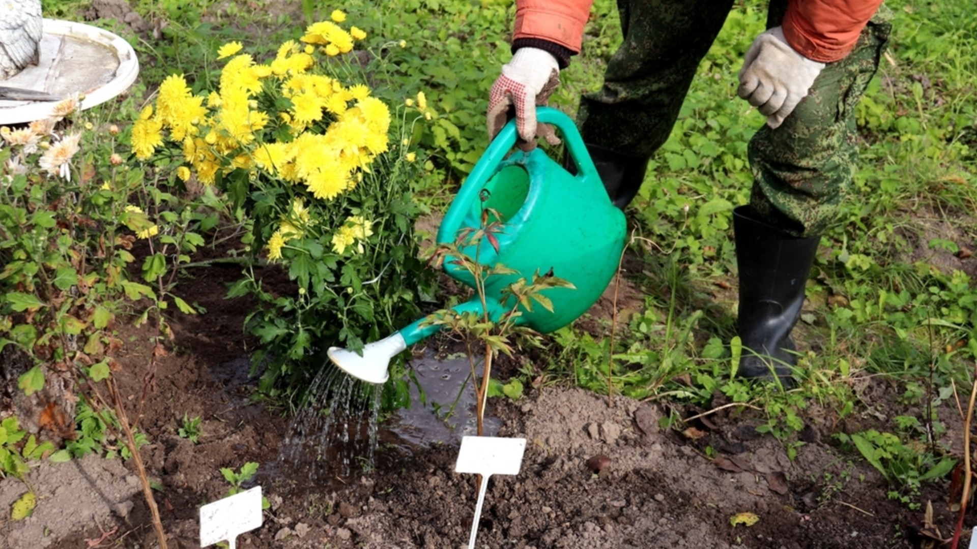Цветы сажать в январе – они цветут даже в морозы
