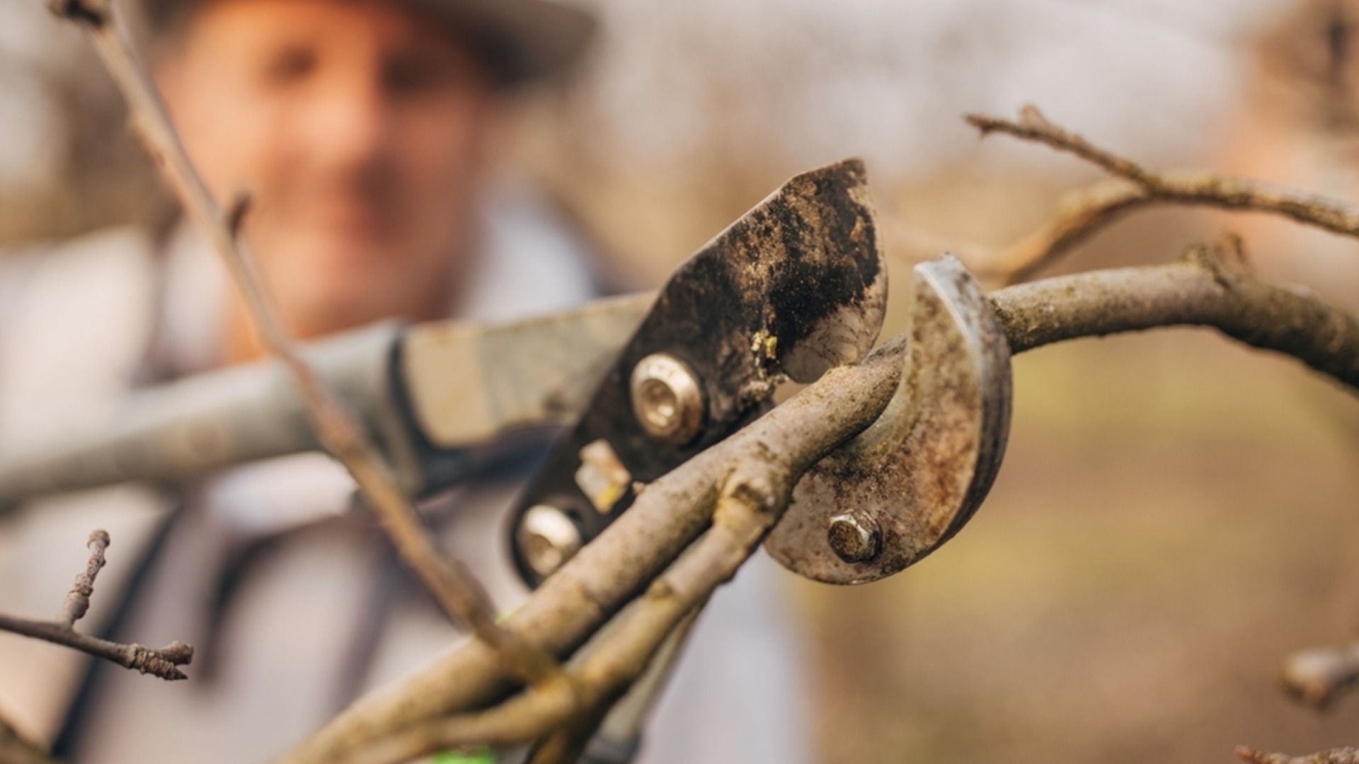Фруктовые деревья и кустарники, которые можно вырастить из черенков