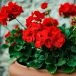 Мускат с желтеющими листьями зимой: причины и решения