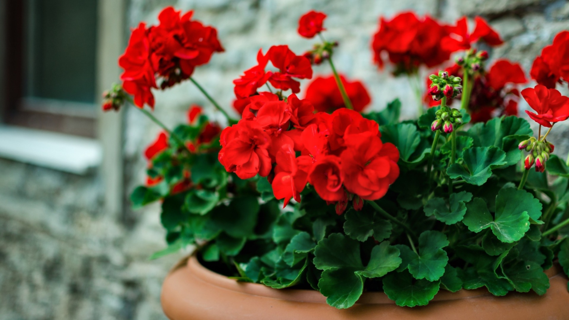 Мускат с желтеющими листьями зимой: причины и решения