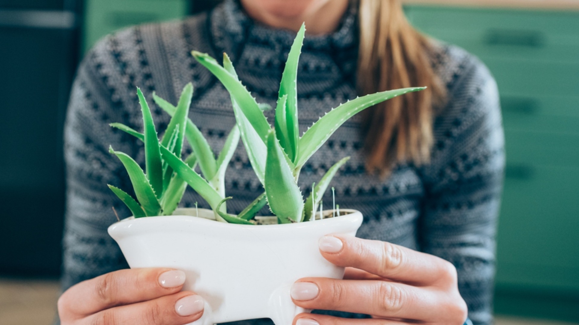 Простое руководство по выращиванию алоэ в помещении и на открытом воздухе