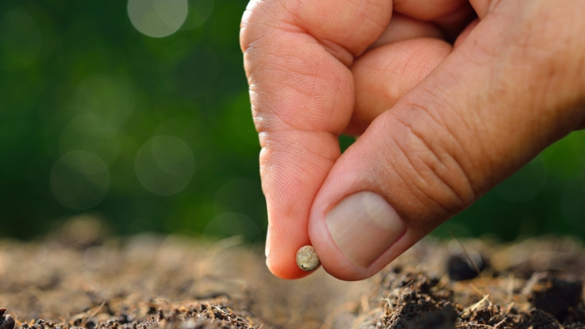Как вырастить лук из семян в домашних условиях зимой