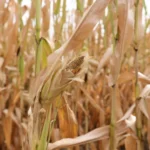 Из-за опасного вредителя: Беспокойство за посевы кукурузы и подсолнечника