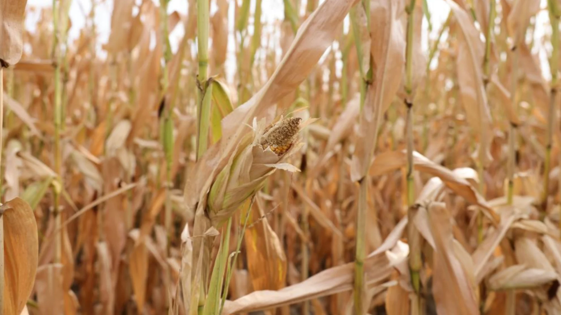 Из-за опасного вредителя: Беспокойство за посевы кукурузы и подсолнечника