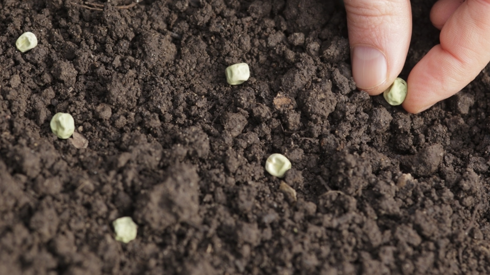 Лучшее время для начала подзимнего посева в саду
