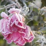 Когда пора удалять цветы с цветущих растений?