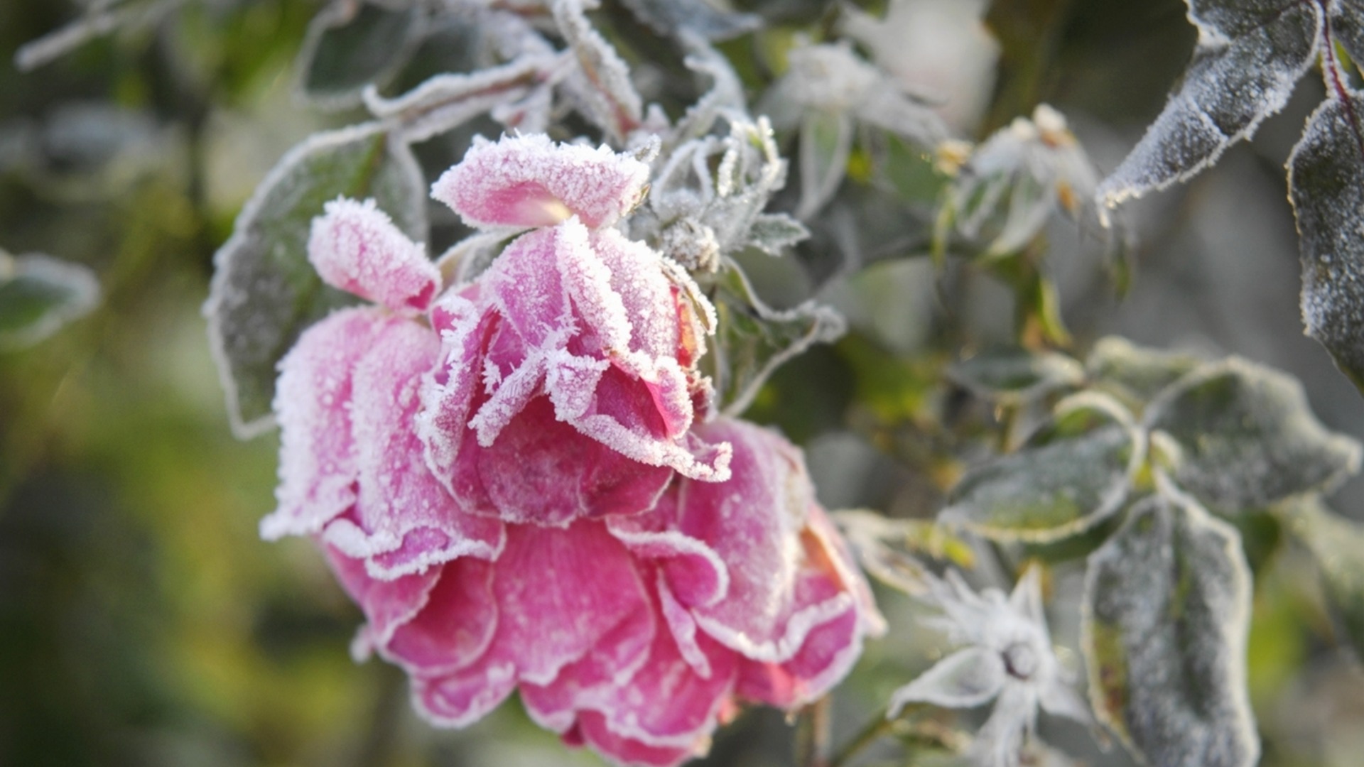 Когда пора удалять цветы с цветущих растений?