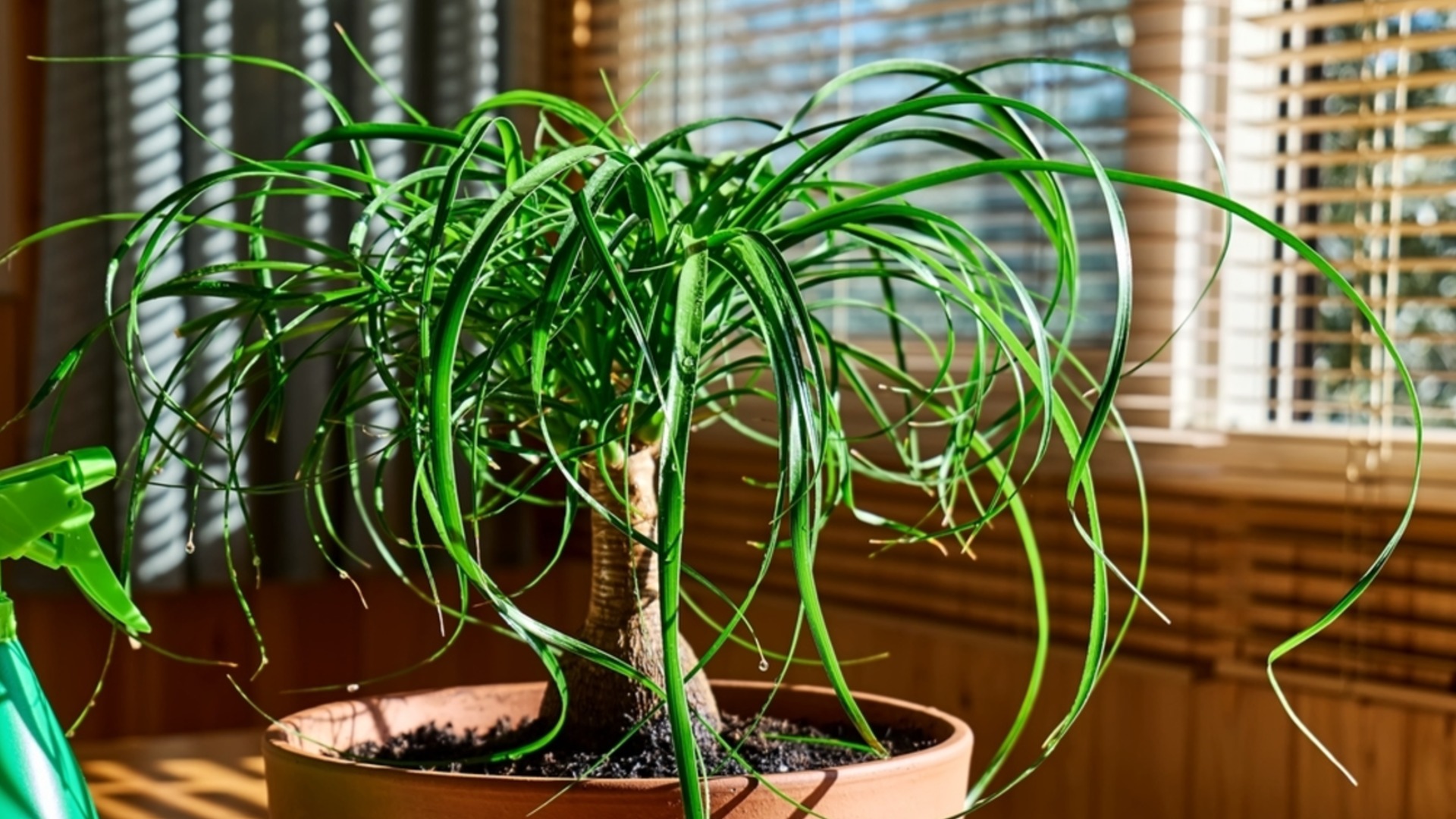 4 нетоксичных комнатных растения для кошек