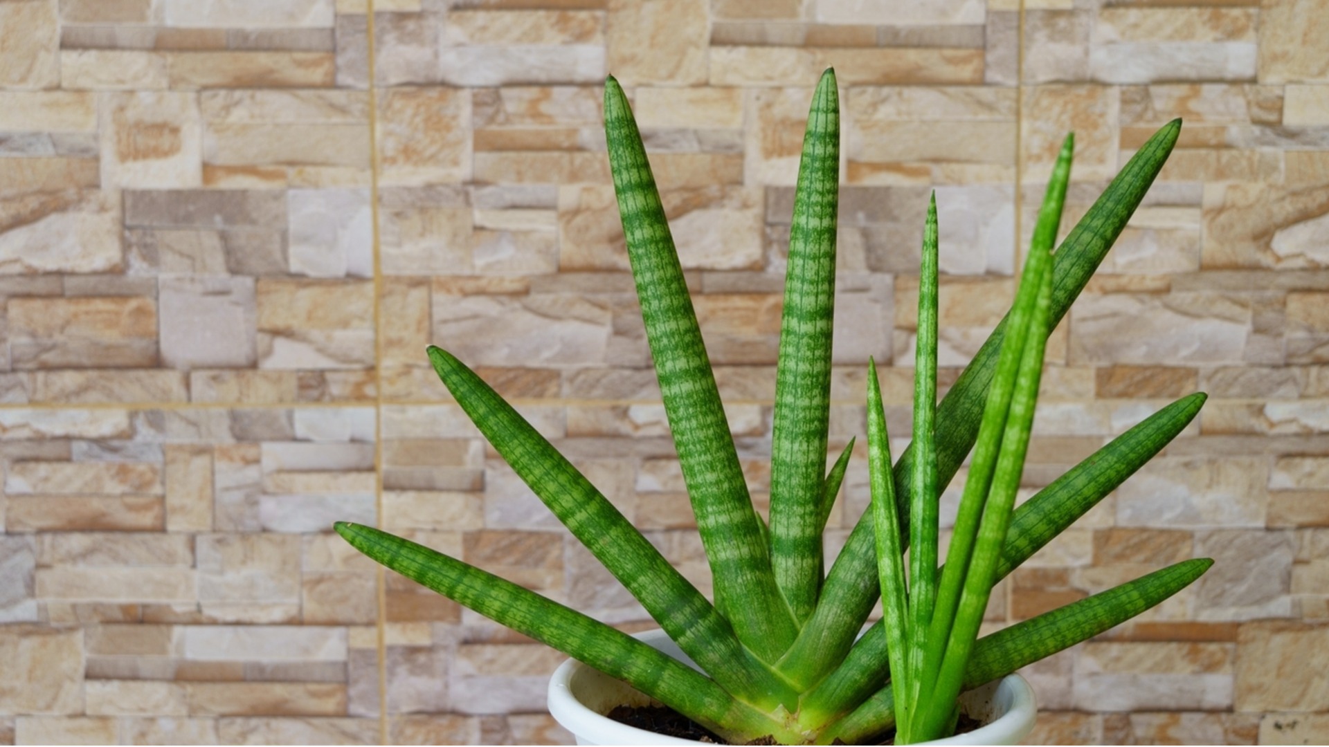 Замиокулькас зимой: почему его почти не поливают