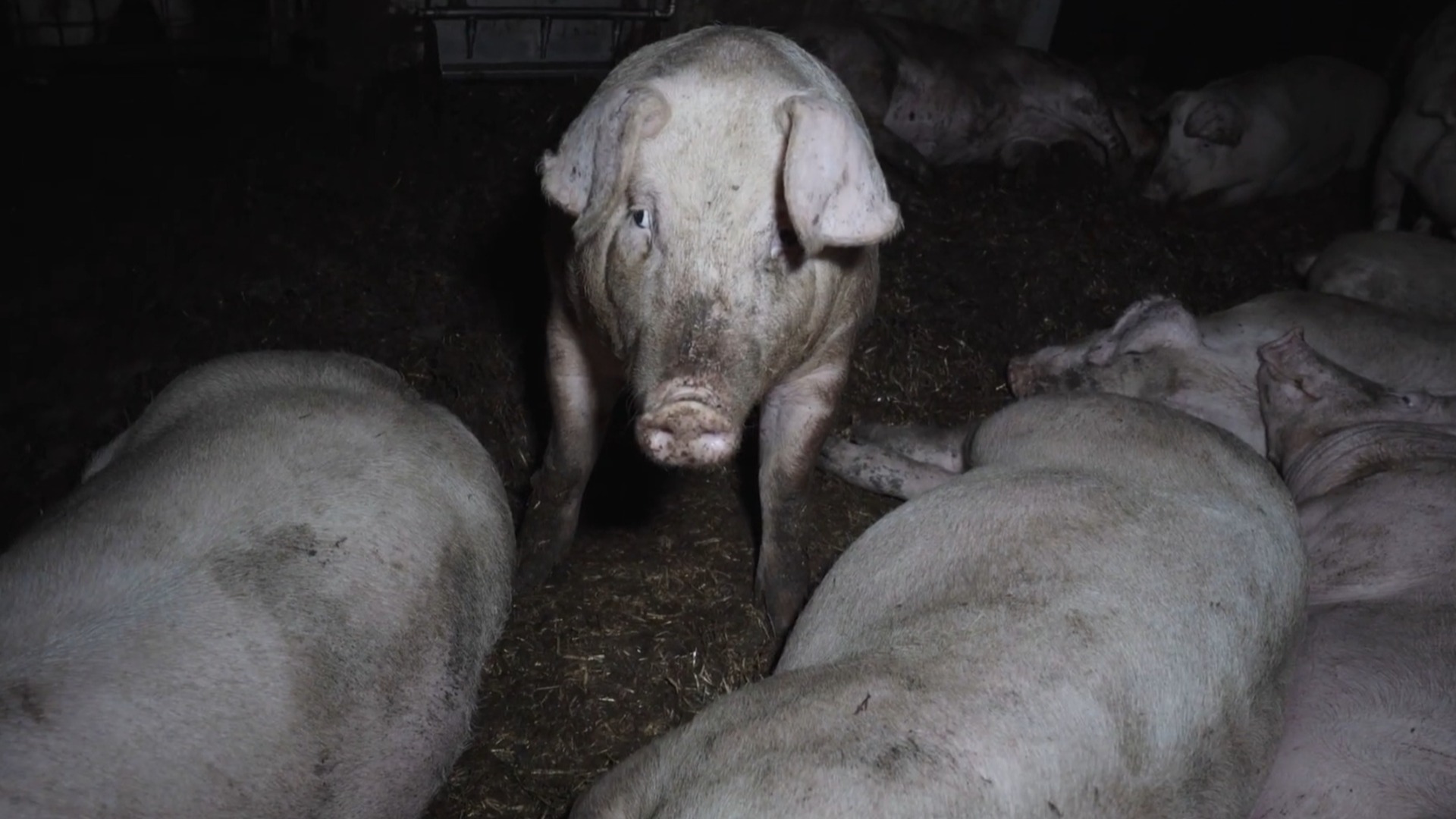 Скандал с известным производителем «органической» свинины: Скрытая камера хромых, больных и умирающих свиней (ВИДЕО)