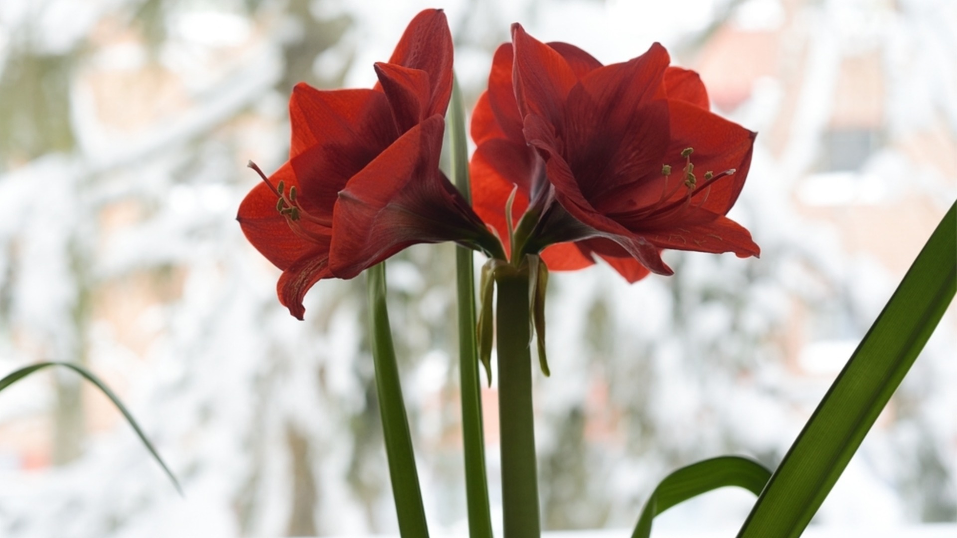 Где разместить амариллис в доме, чтобы он зацвел?