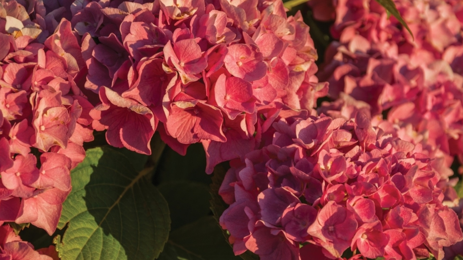 Самые красивые сорта холодостойких гортензий