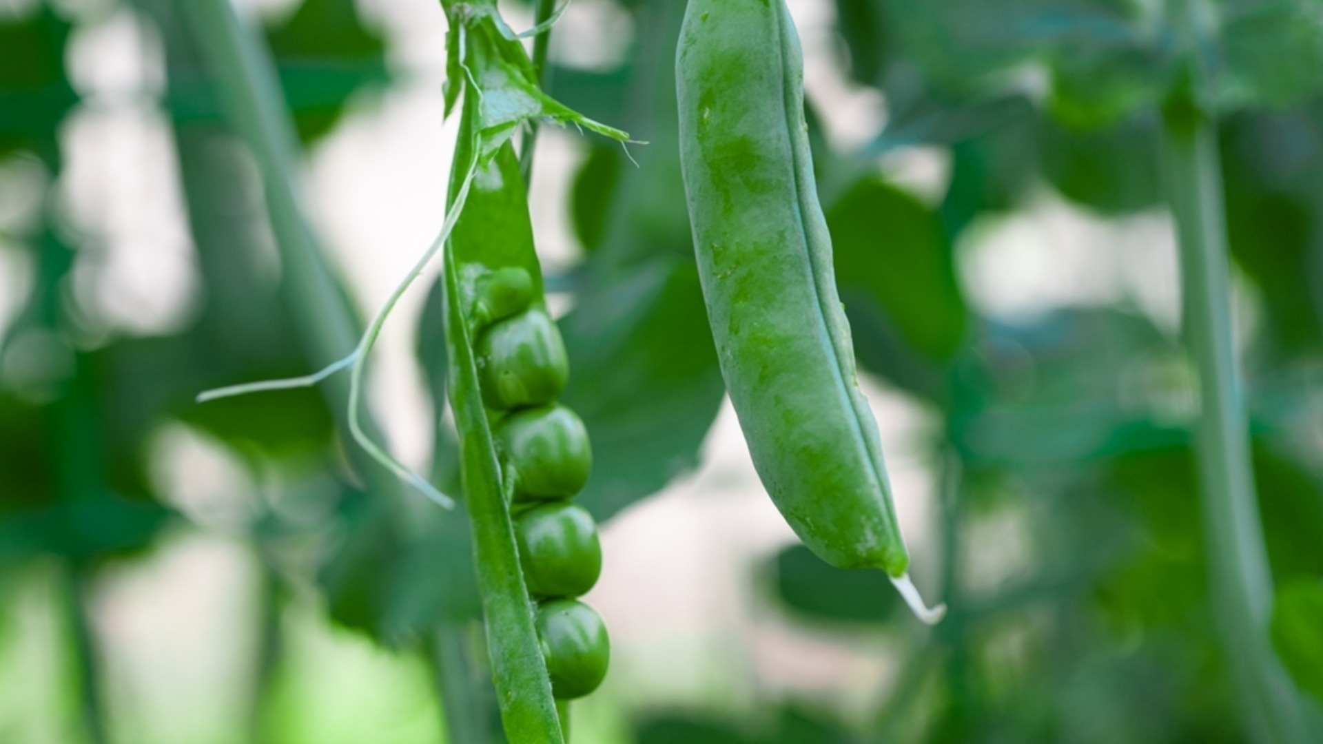 Как вырастить горох в домашних условиях, чтобы урожай был круглый год