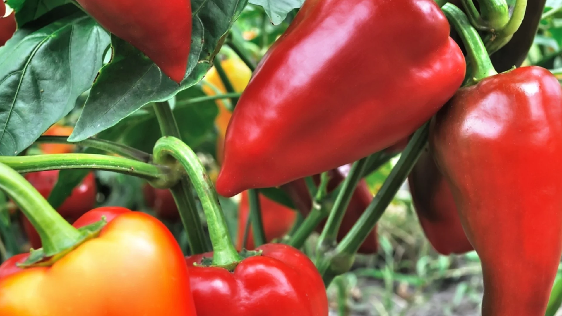 5 сортов перца, дающих мясистые и сочные плоды