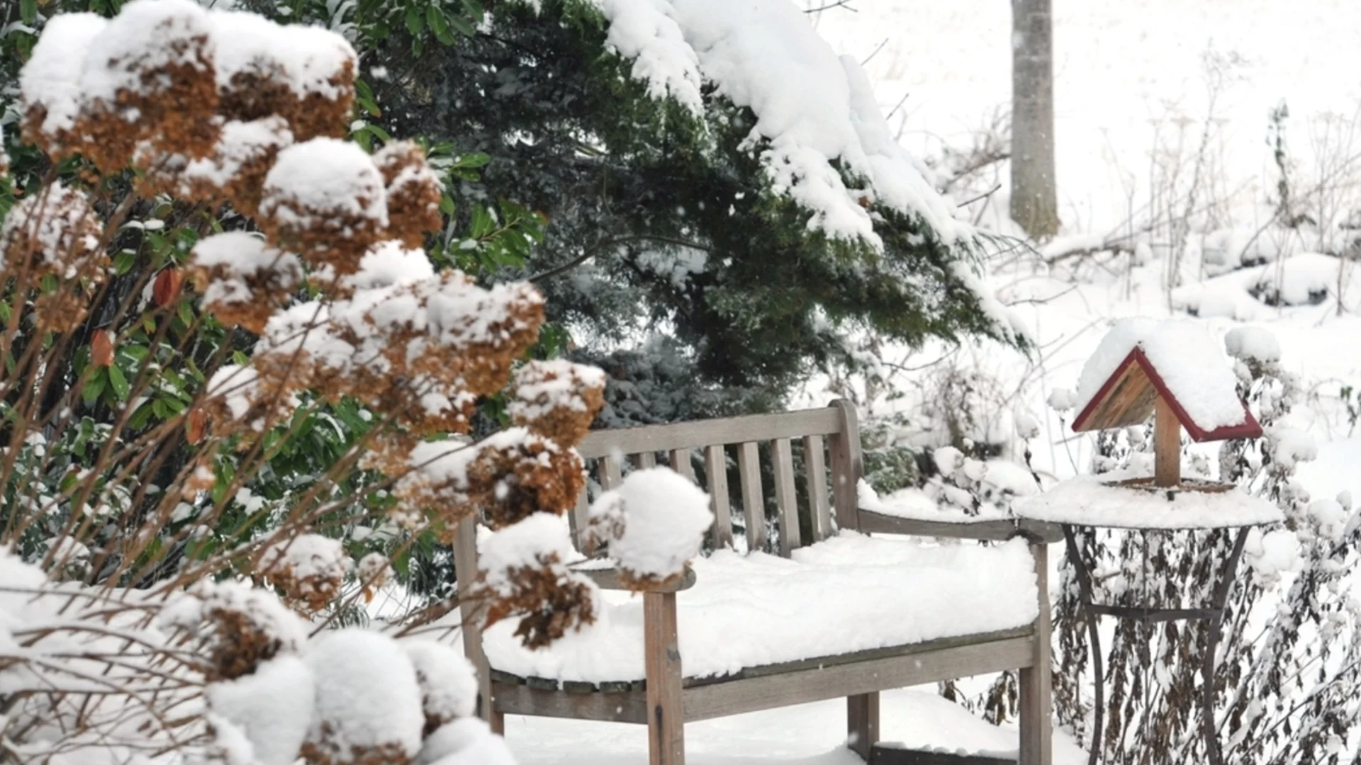 Как ограничить ущерб от снега и мороза в вашем саду? Вот растениям, которым нужна помощь!