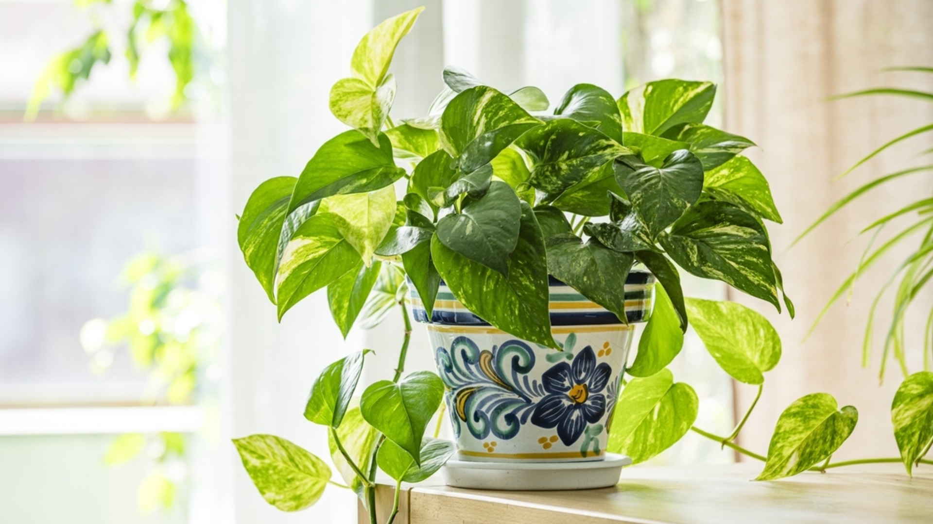 Как правильно вносить калийные удобрения, чтобы листья были пышными и блестящими круглый год