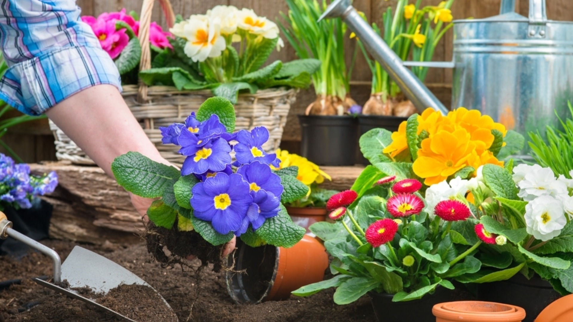 Когда сажать однолетние цветы после последних заморозков