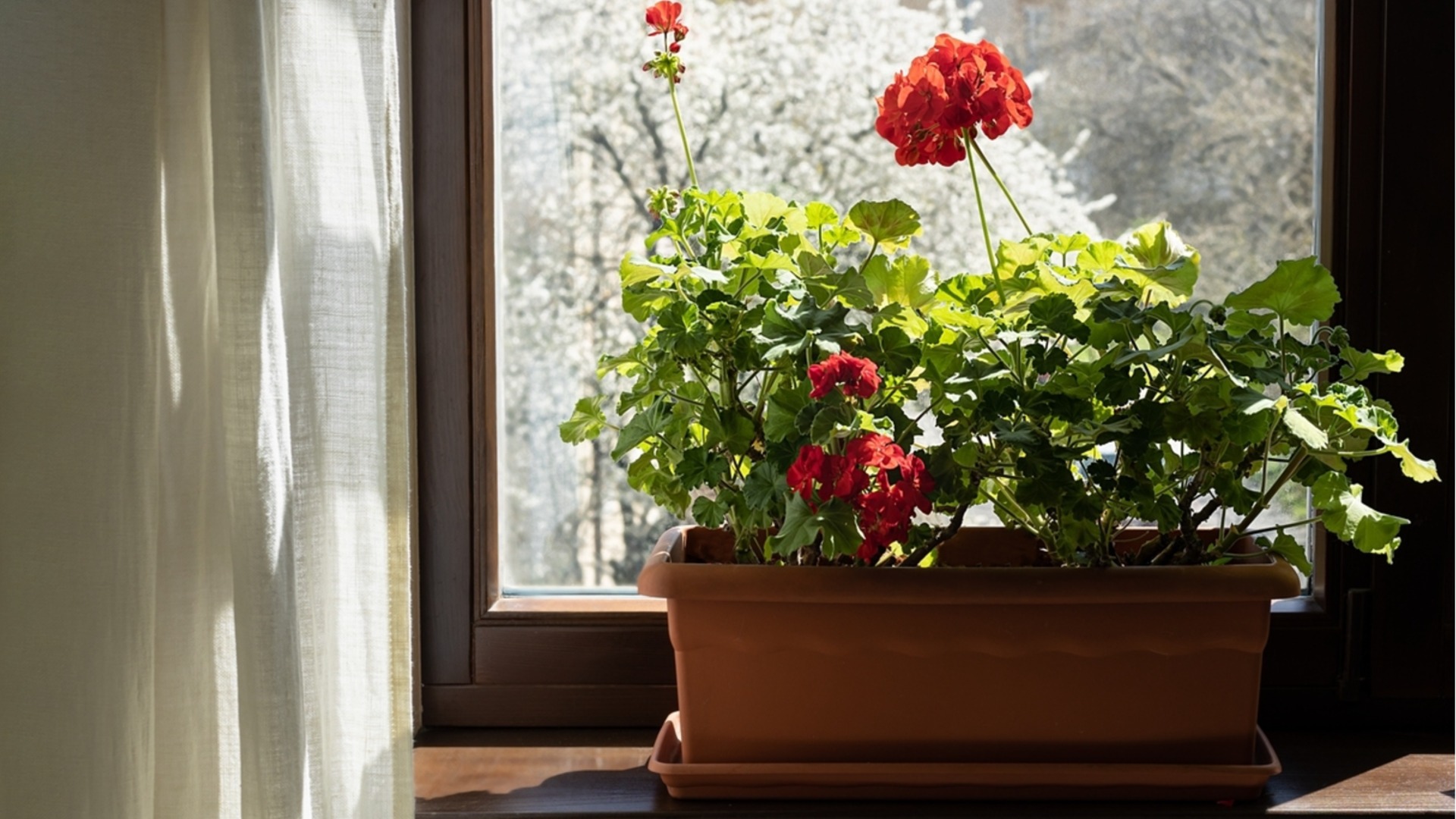 Как защитить герань от морозов в неотапливаемых помещениях