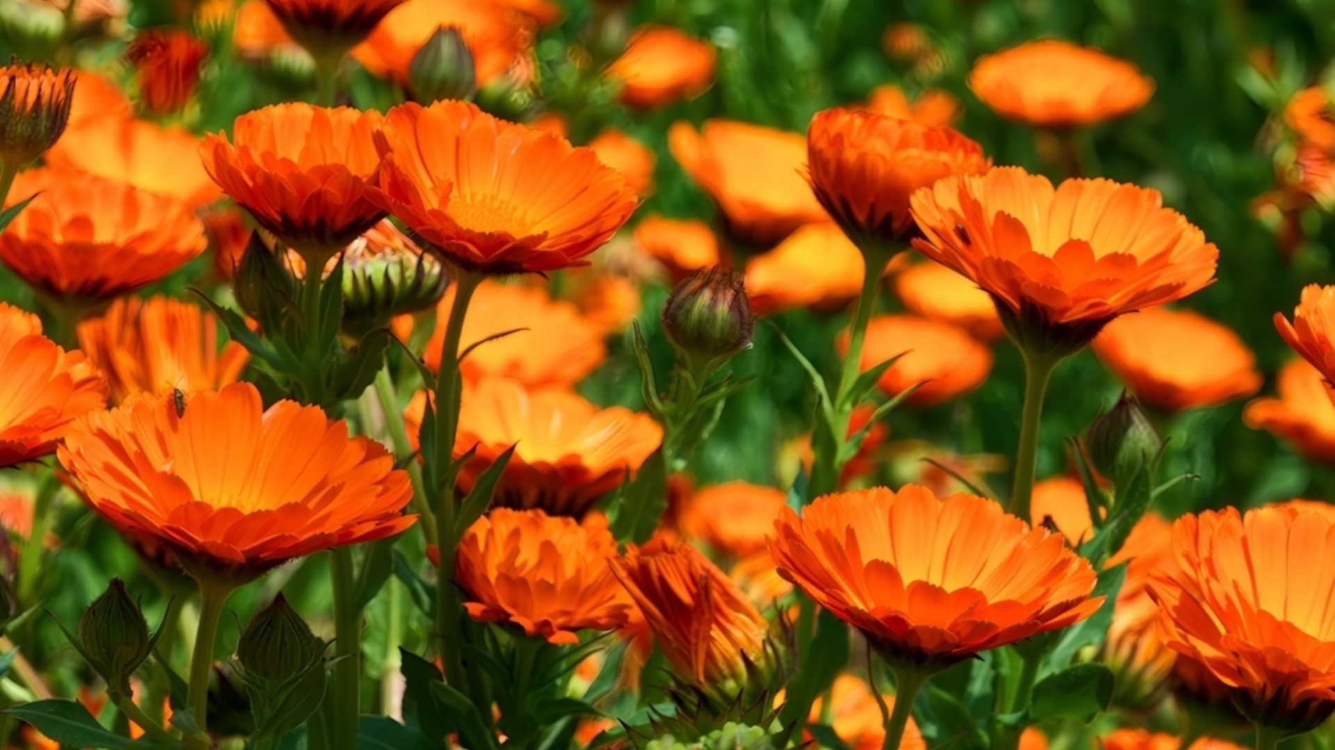 Цветы начнут расти в январе и создадут красивый весенний сад.