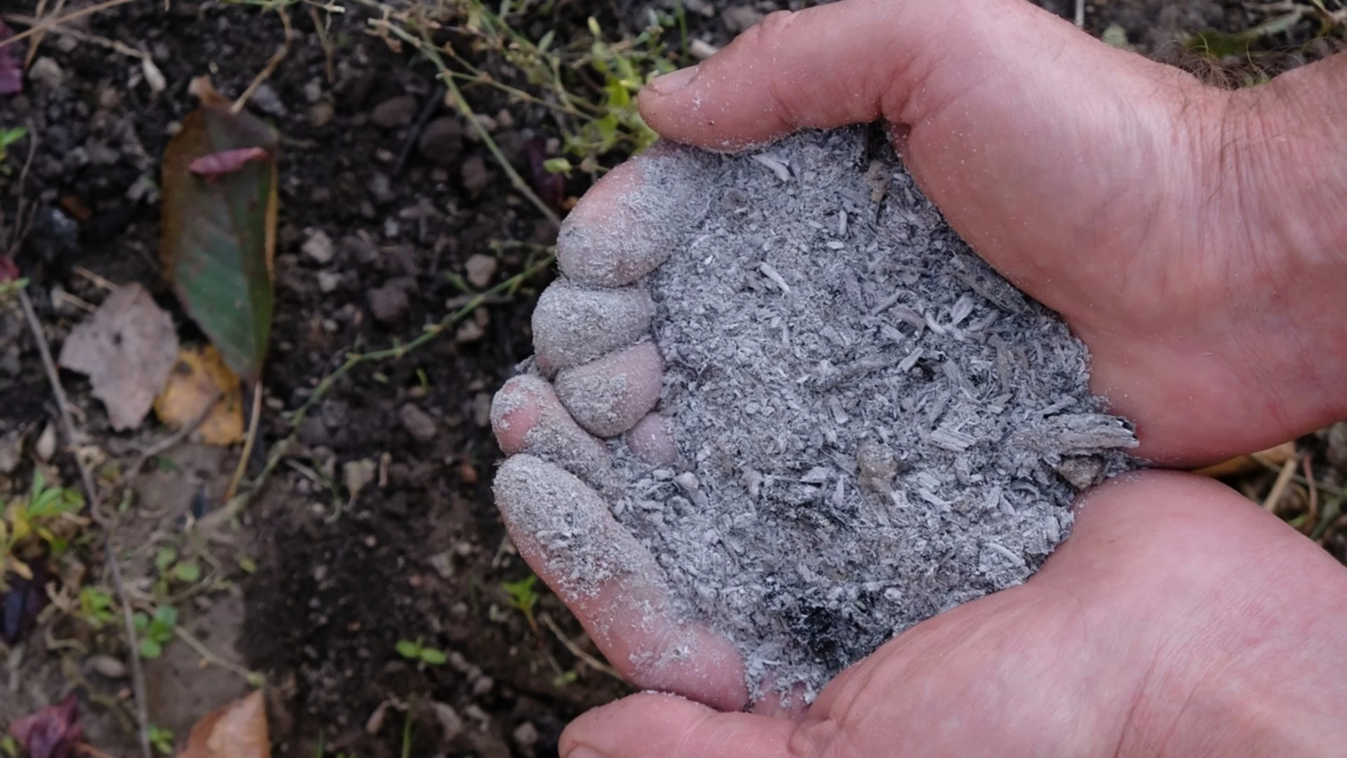 Как удобрять листовую зелень древесной золой