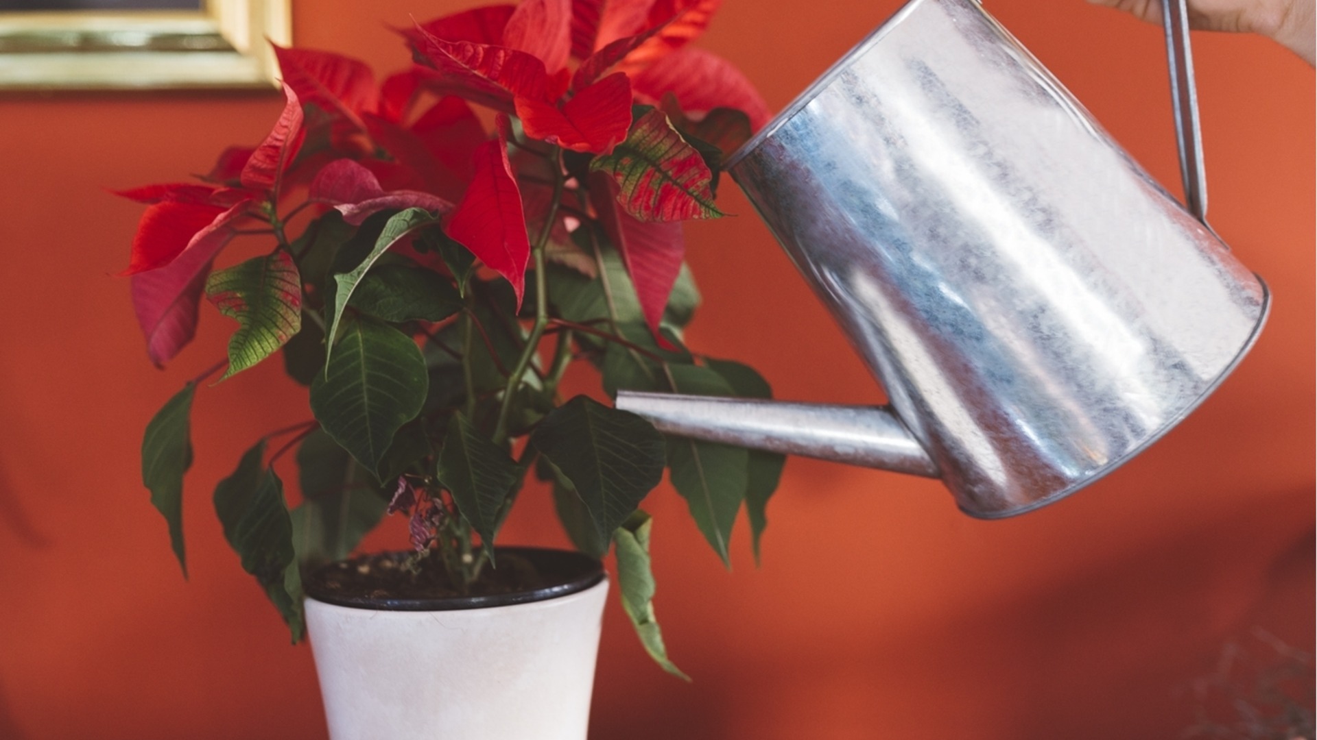 Как спасти пуансеттию после того, как у нее опали листья