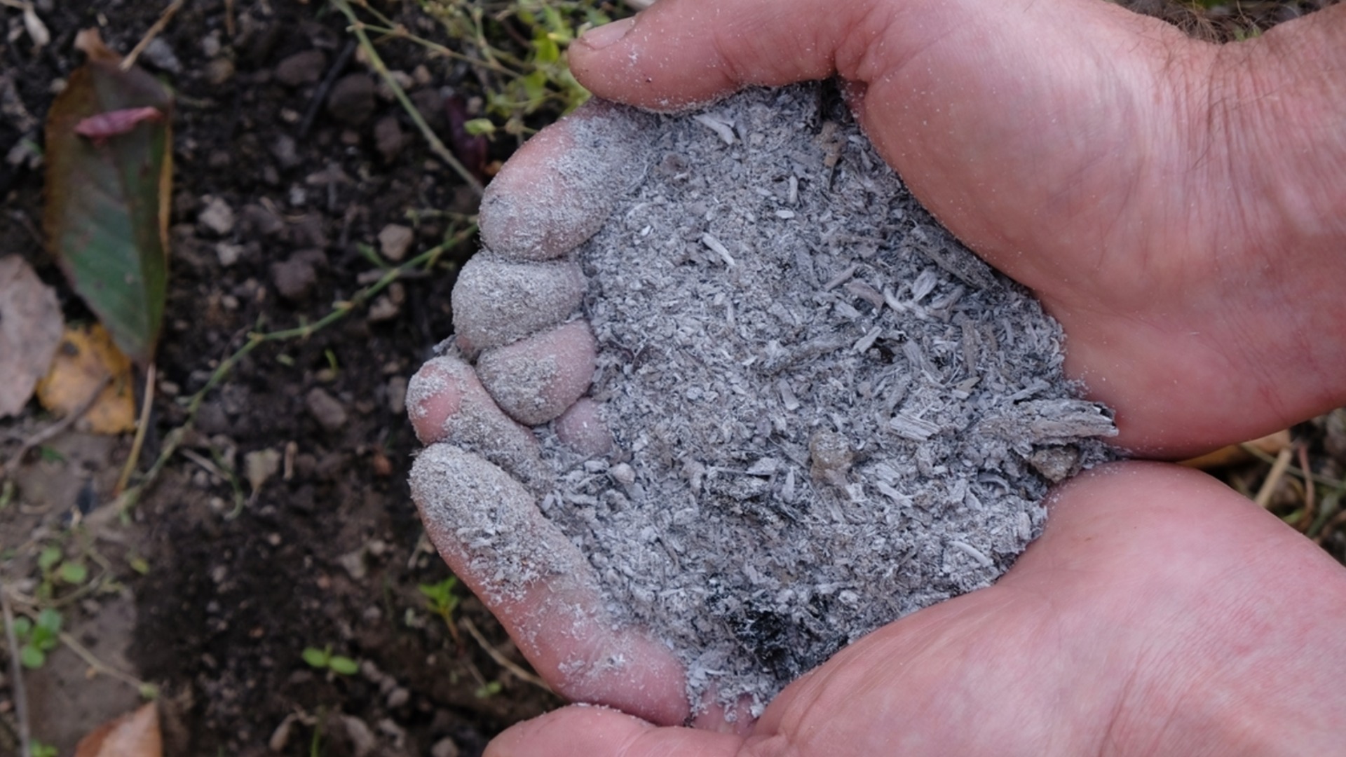 Как удобрять гортензии древесной золой