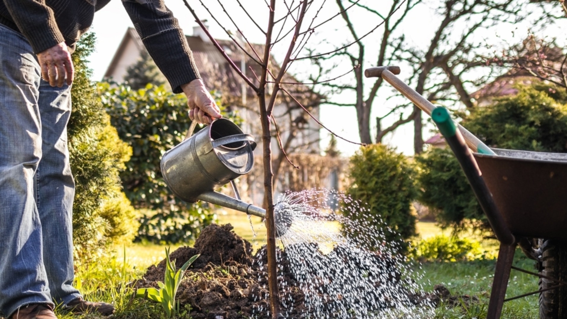 Зимой эта болезнь появляется на коре сливы и вишни: Чтобы спасти плодовые деревья, нужны быстрые действия