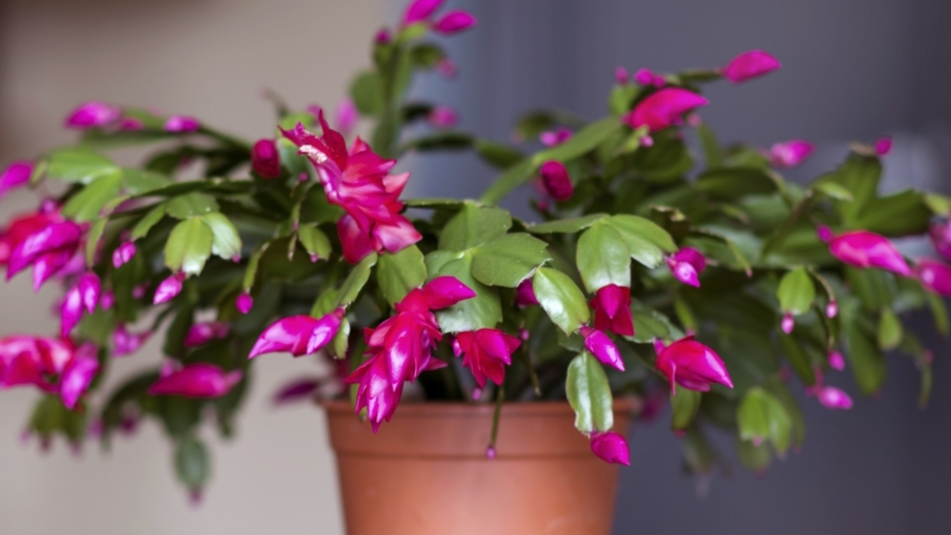 Рождественский кактус: как заставить его снова зацвести после Рождества?