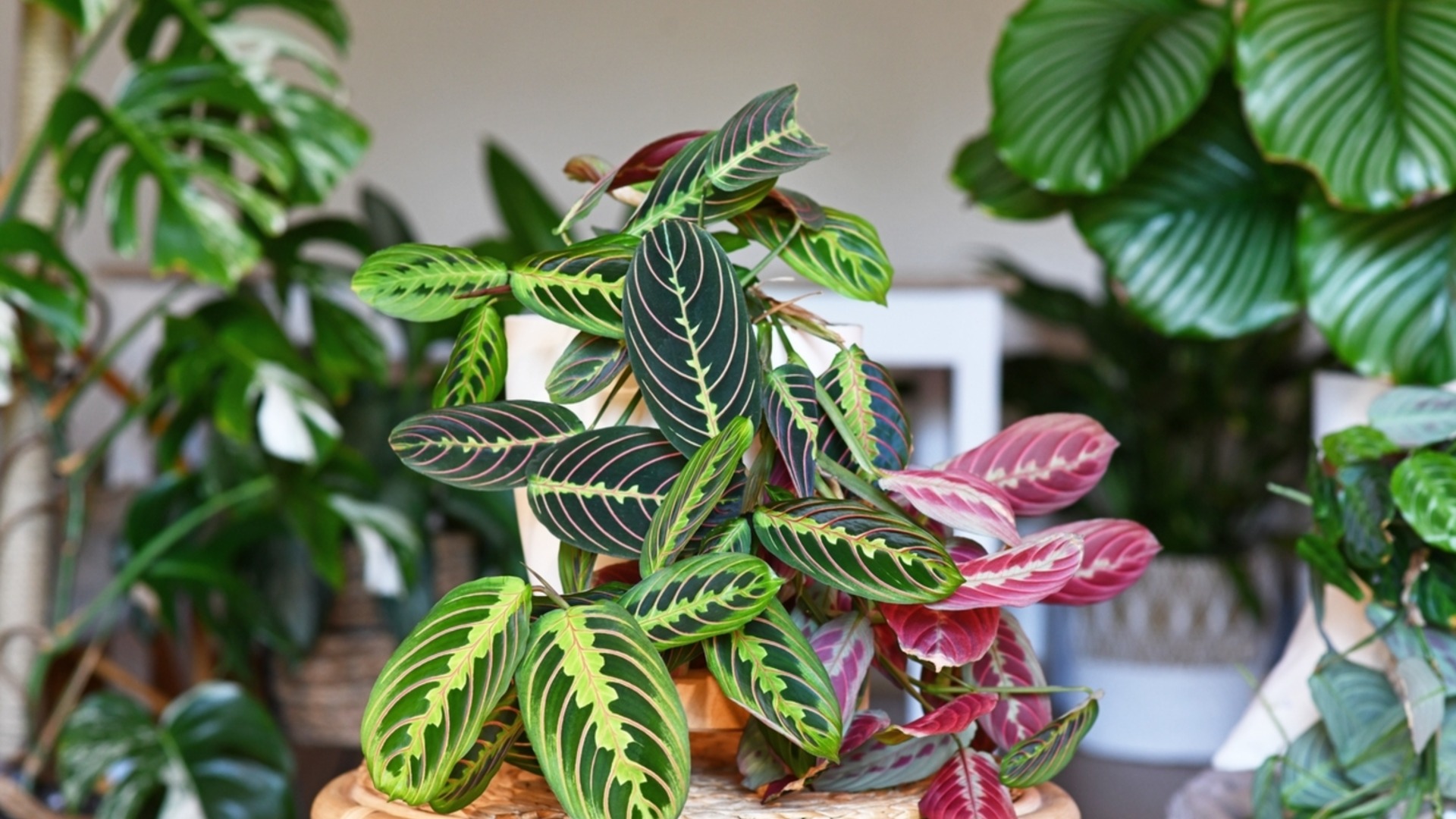 Зимние болезни комнатных растений – как их распознать, пока не поздно